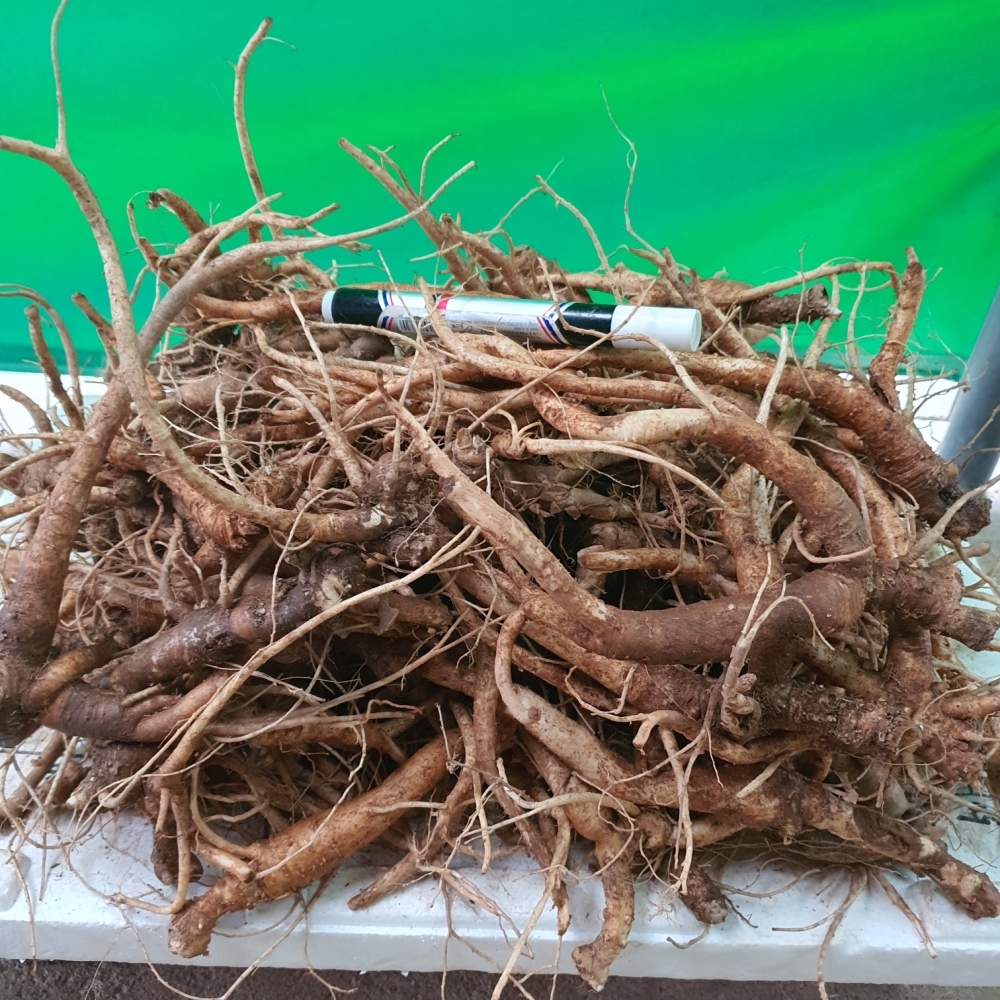 자연산약용도라지