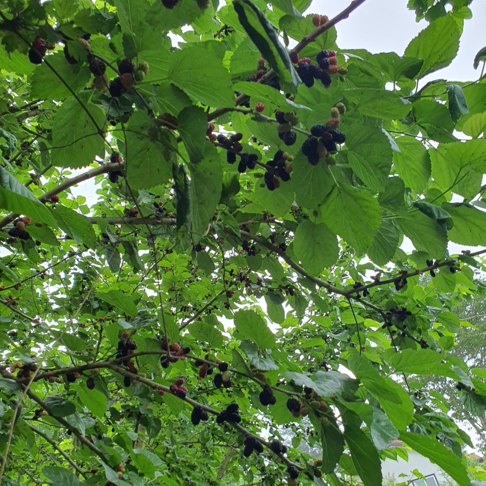 야생오디
