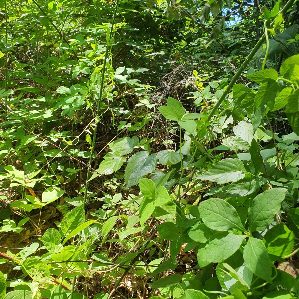 자연산 산더덕