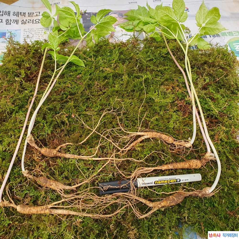 심령깊은 야생산삼 6채