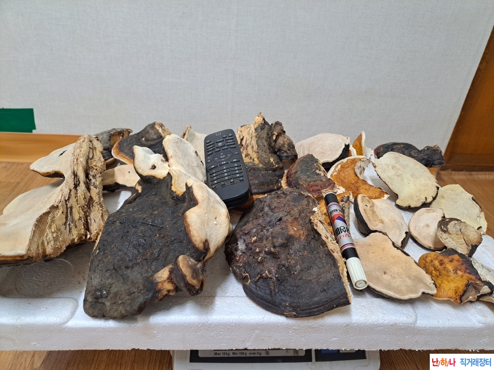 소나무잔나비걸상