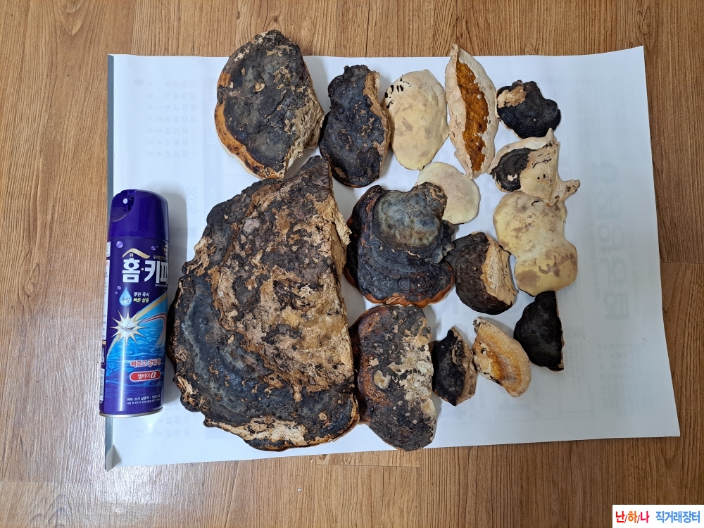 소나무잔나비걸상