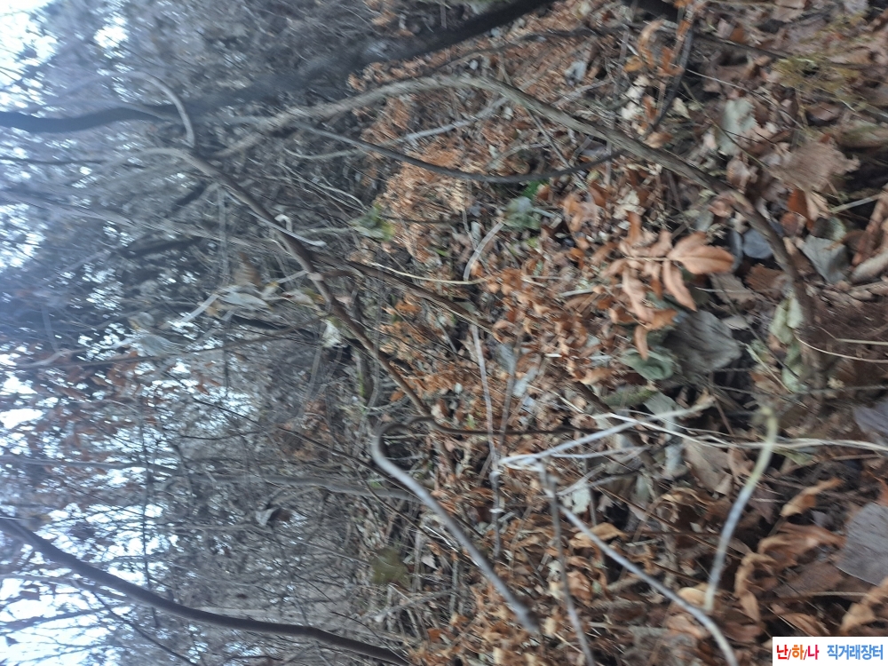 자연산 더덕 (담금용)