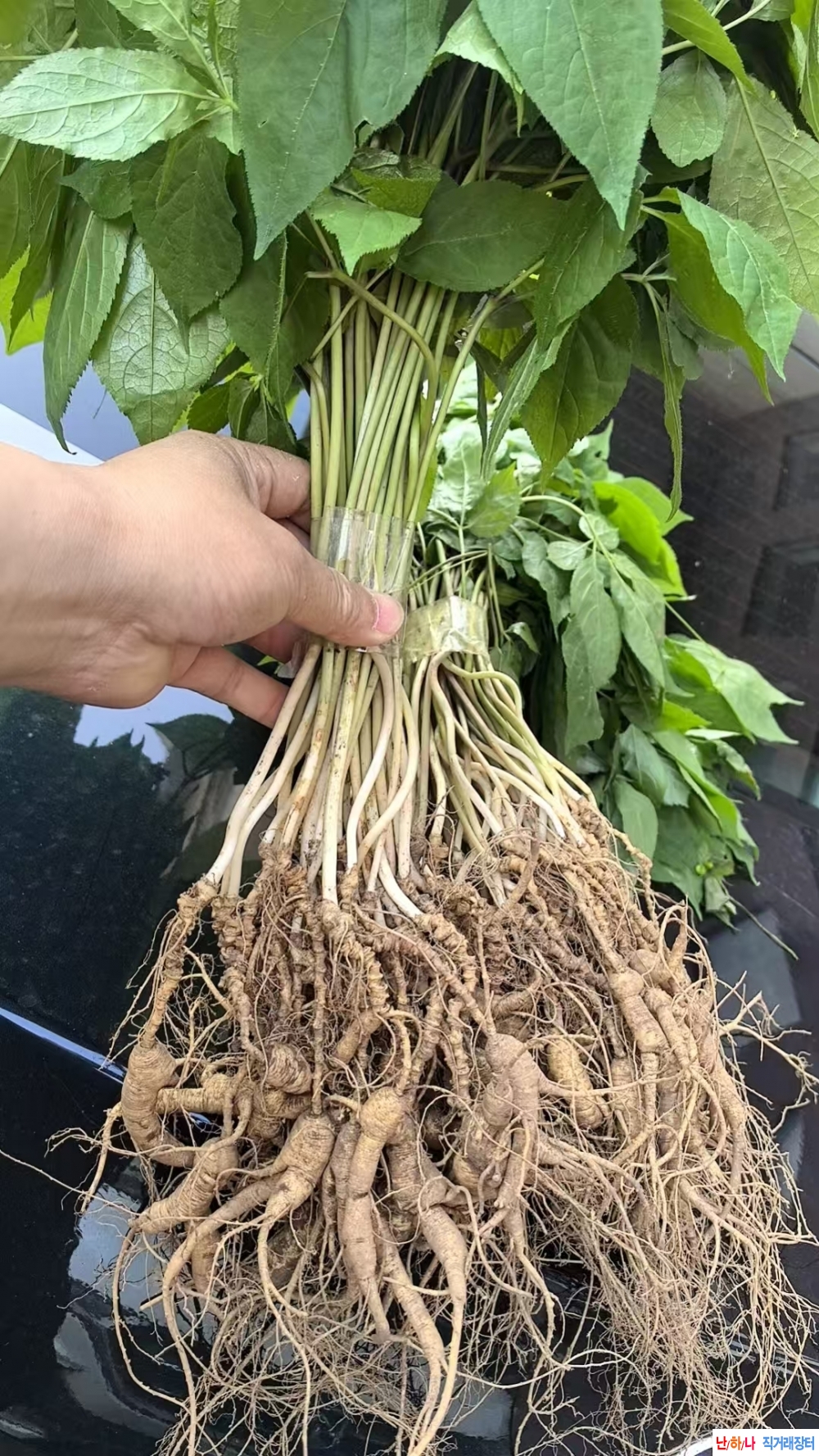 이번 주말 발송할 백두?