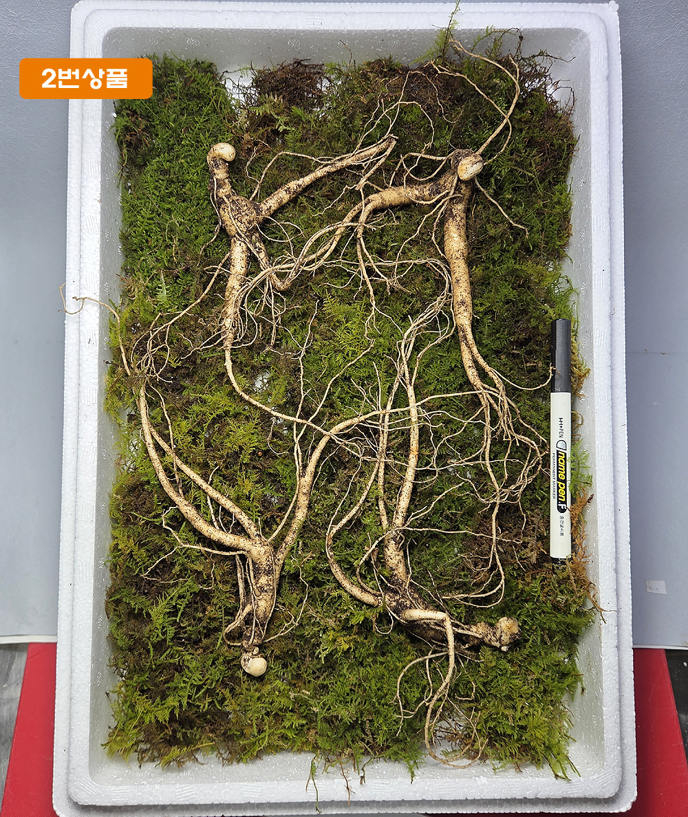 설 명절 산양삼 선물세?