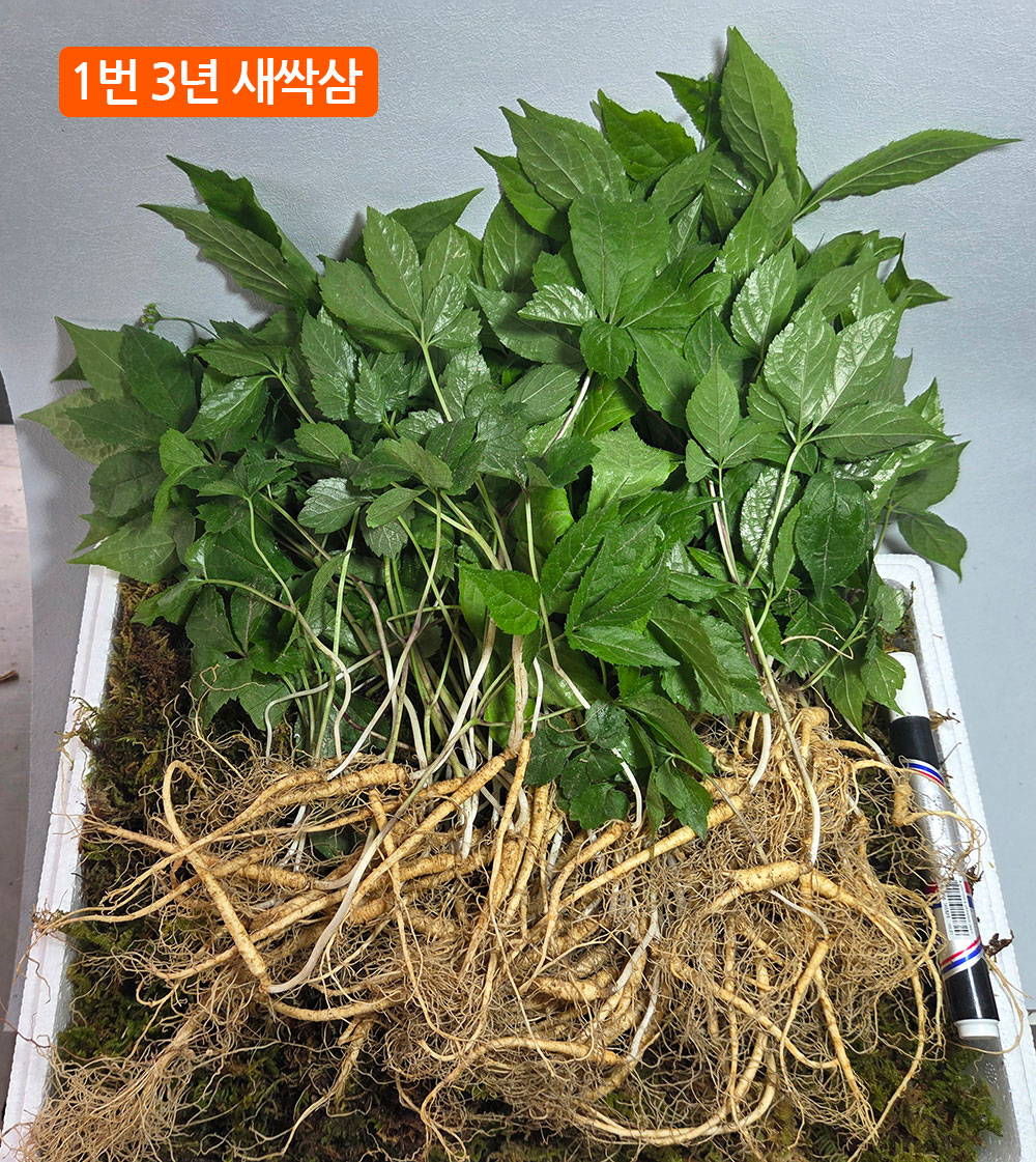 3년, 5년, 8년 산양삼 세?