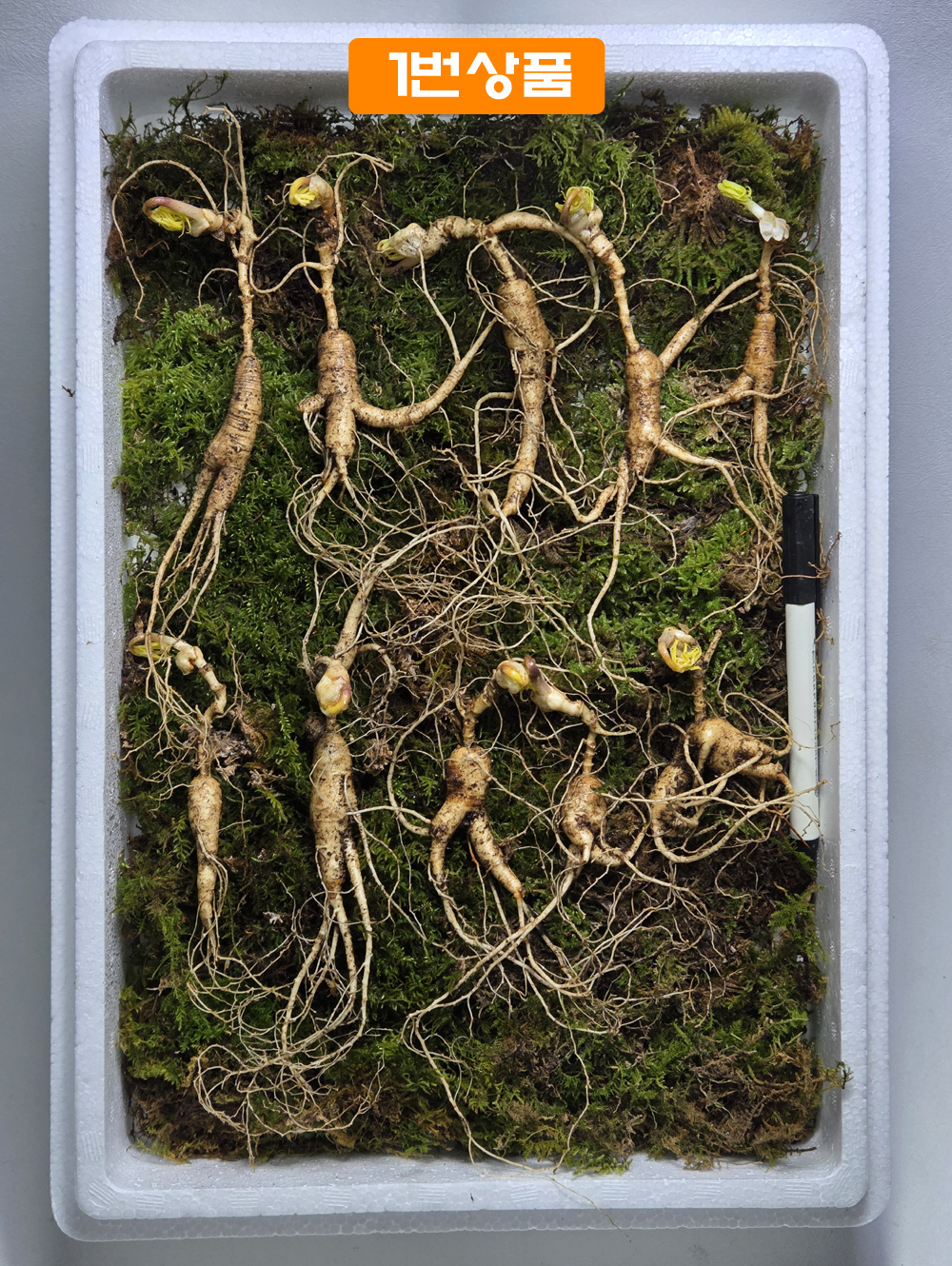 방치 산양삼 15~18년 세?