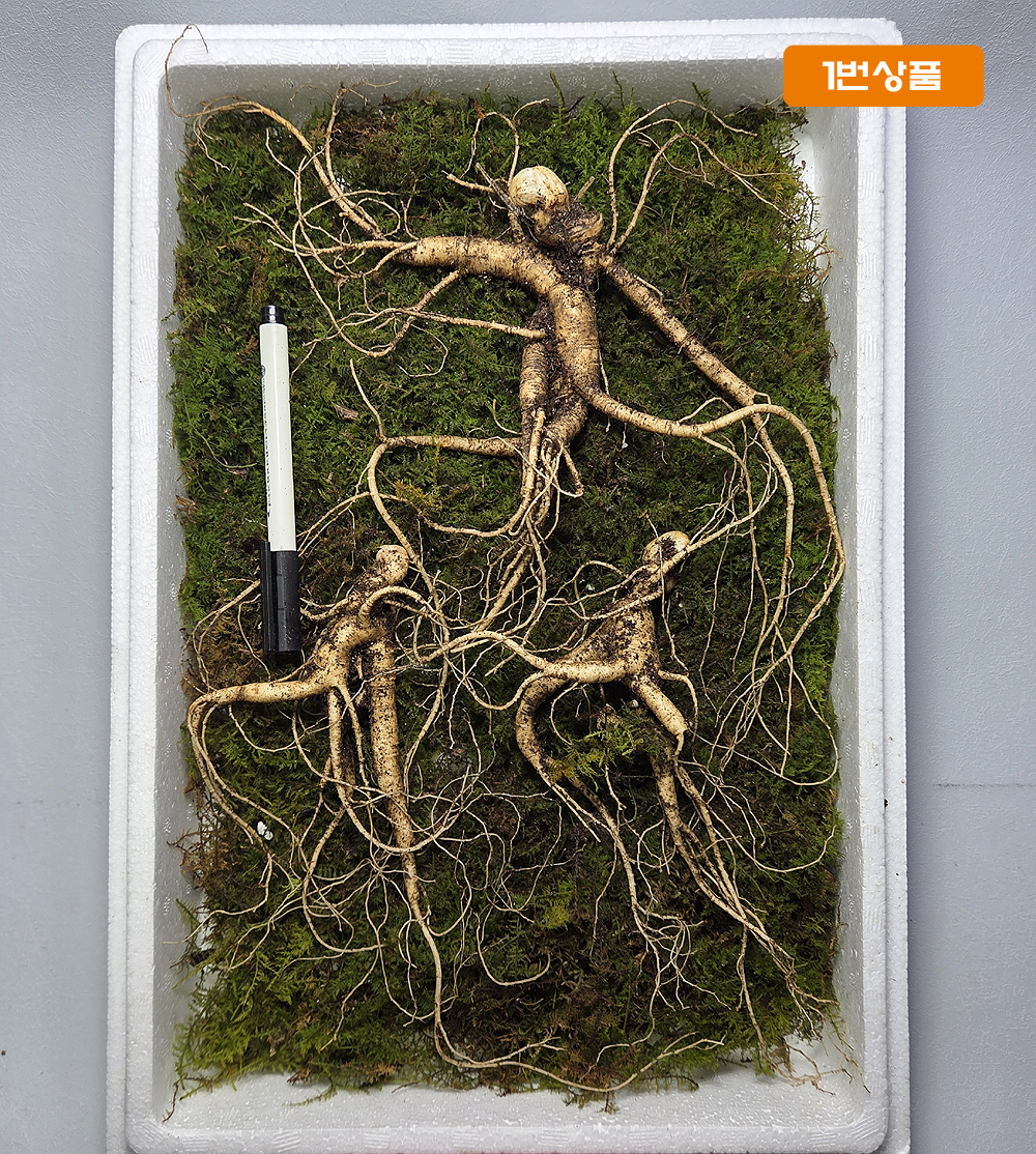 설명절 산양삼 마지막 ?