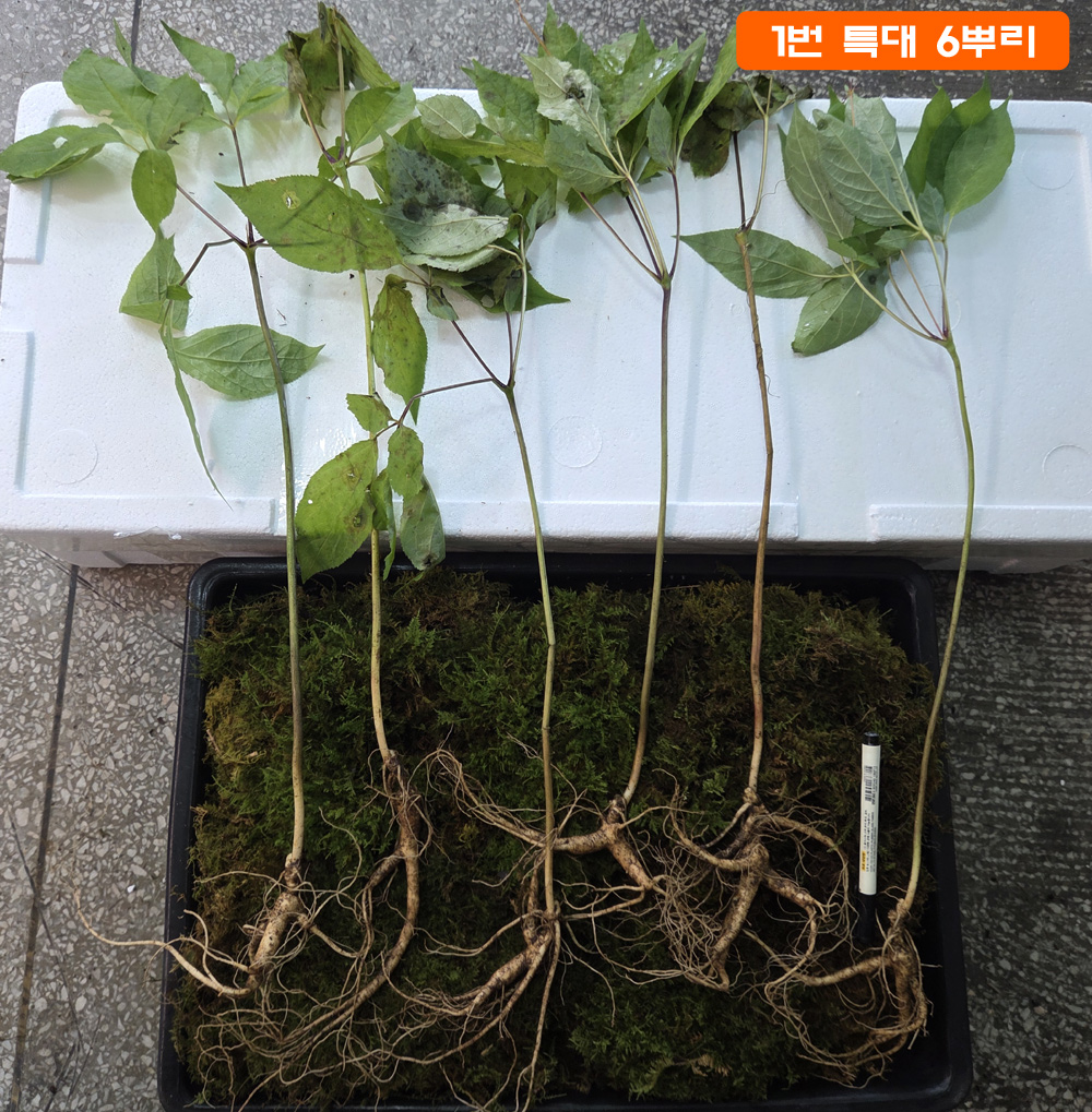 고지대 방치 18년 산양?