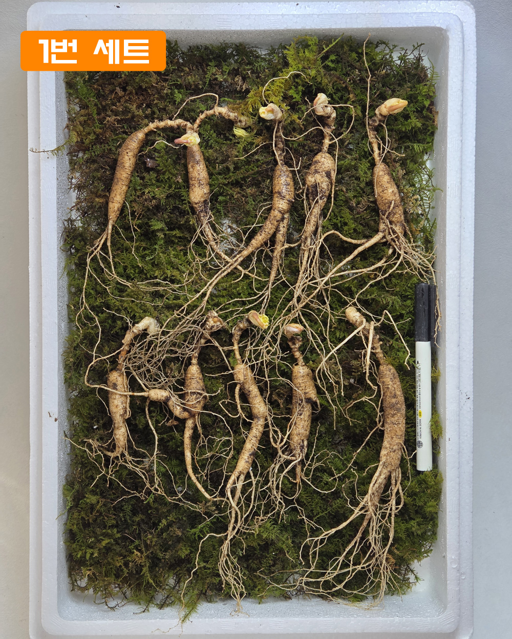 15년 이상 방치삼 세트