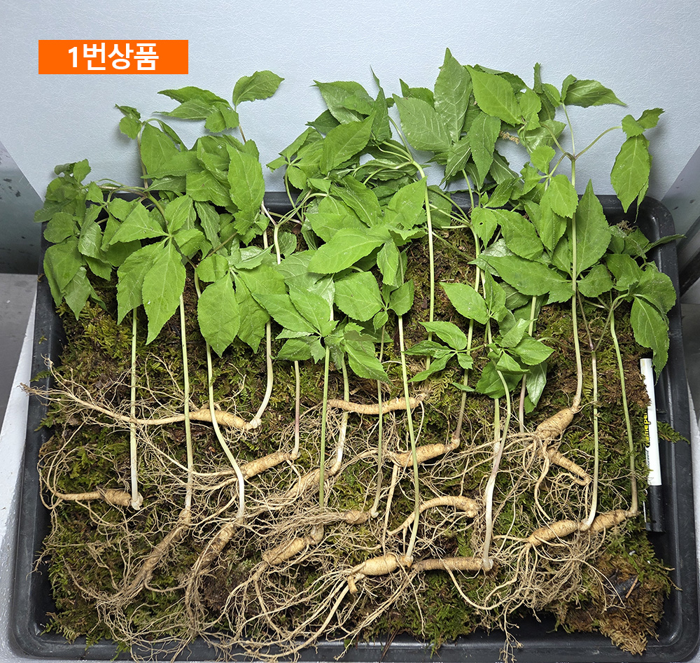 5년근 산양삼 정품세트