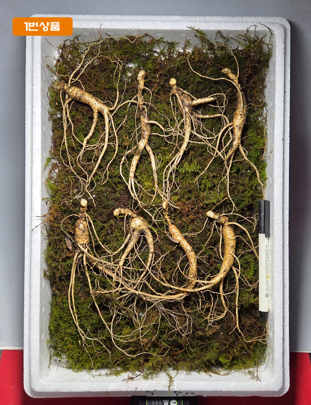 설명절 선물용 산양삼 ?