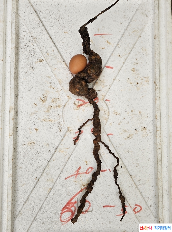 작품용 하수오판매