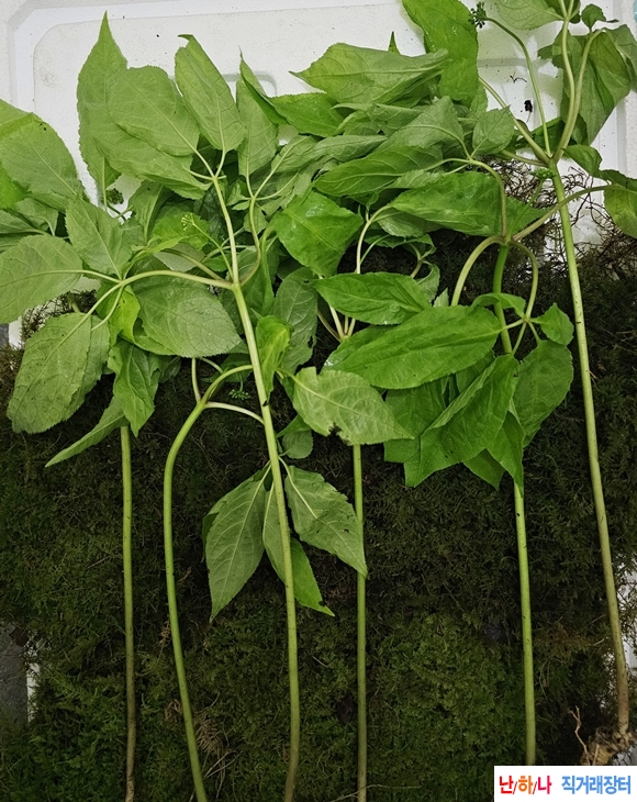야생산삼판매