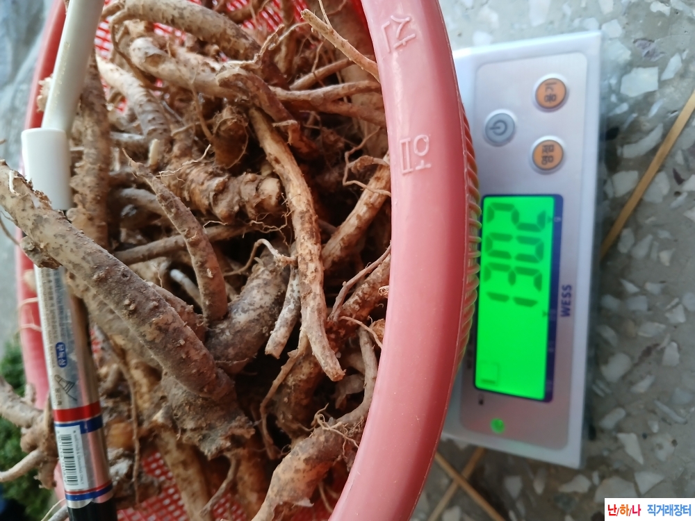 자연야생 산도라지판?