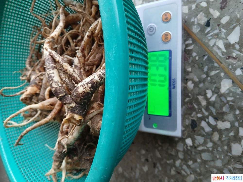 자연산 산도라지판매