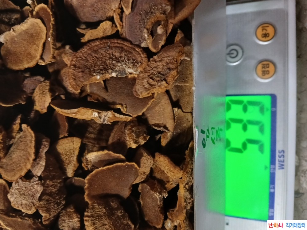 마른진흙버섯(황금상?