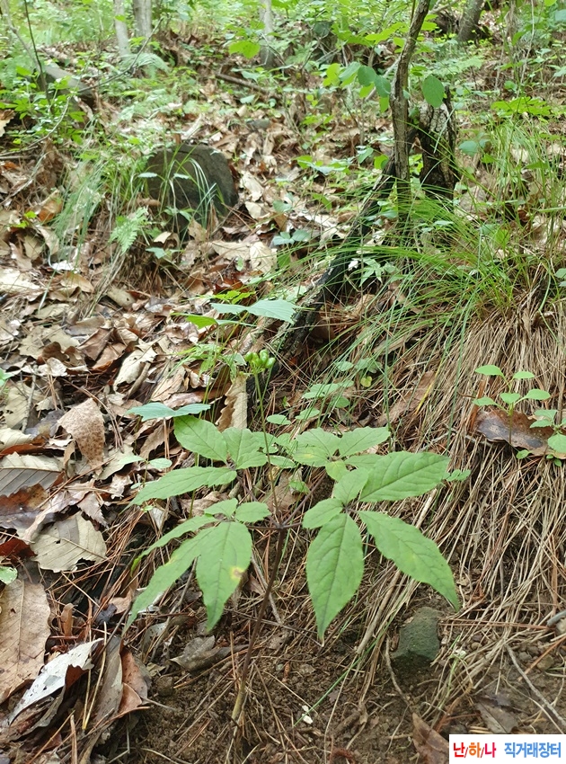 큰 야생산삼판매