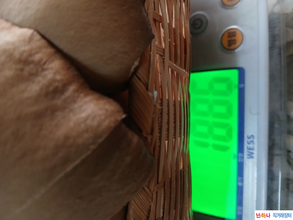 자연야생느타리버섯+?