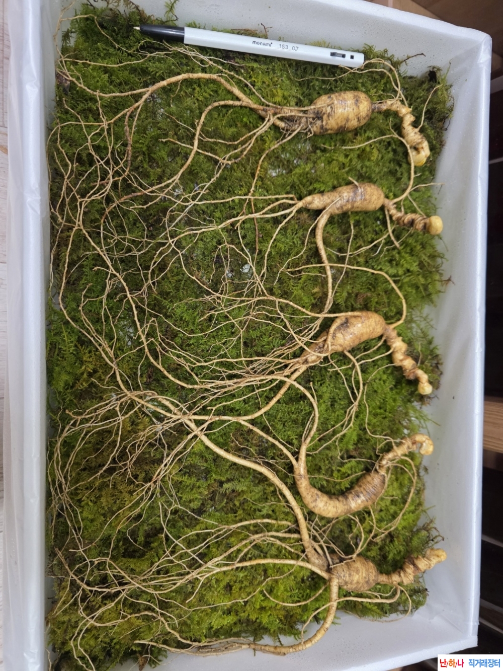 나이먹은 장뇌삼판매(?