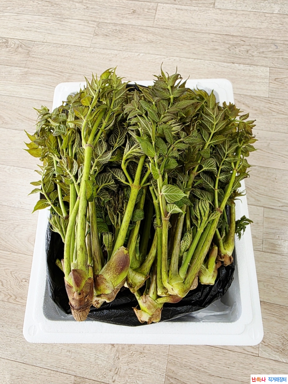 방금 따온 산두릅판매(?