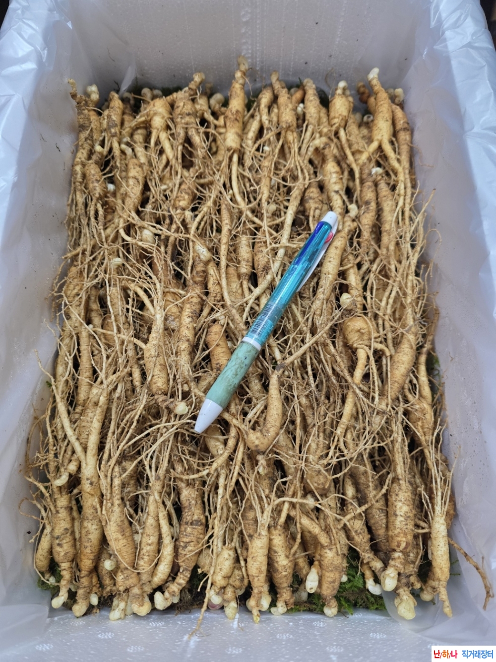 동면중인 장뇌삼판매(?