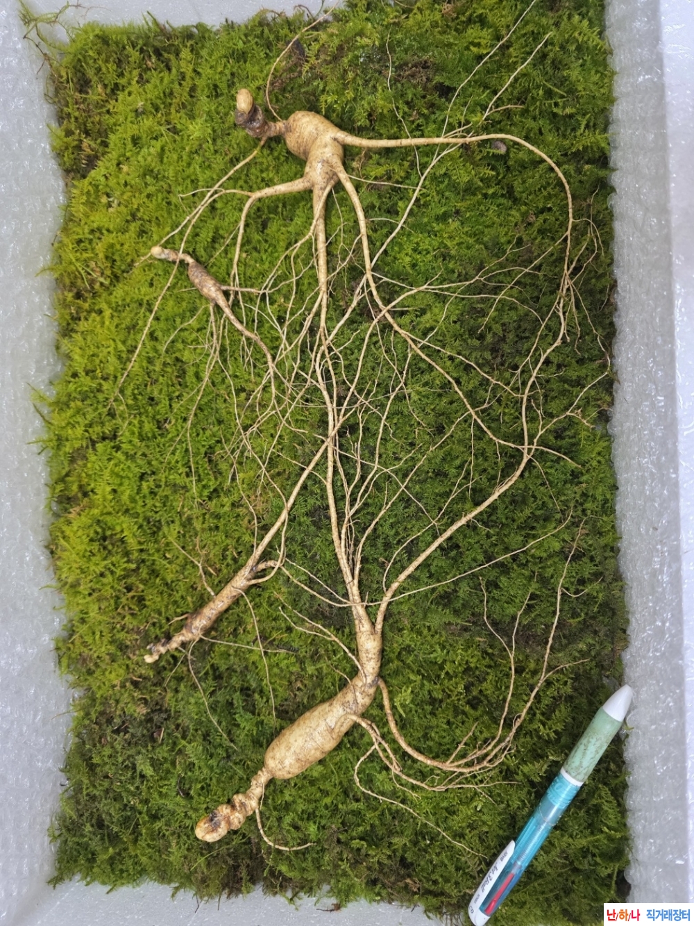 동면중인 야생삼판매(?