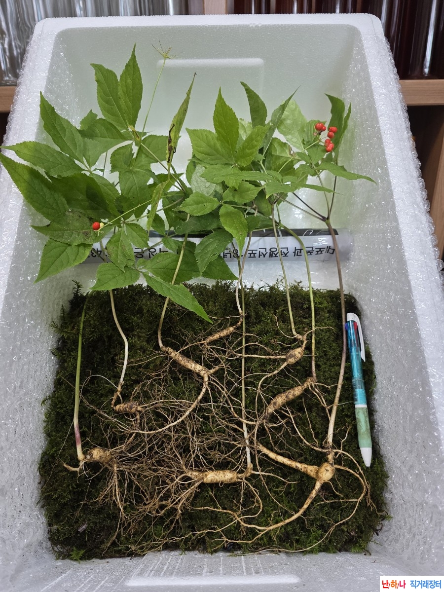 야생산삼판매(초특가?