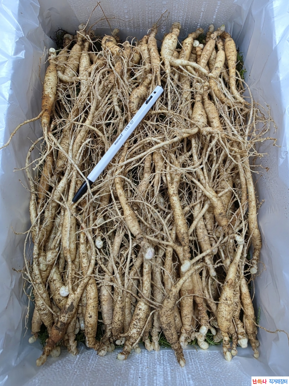 동면중인 장뇌삼판매(?