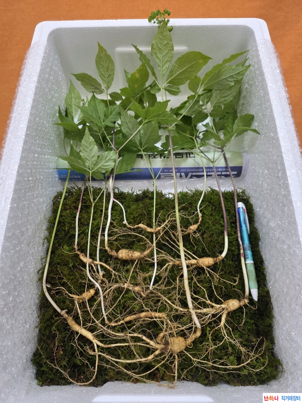 야생산삼판매(약용,선?