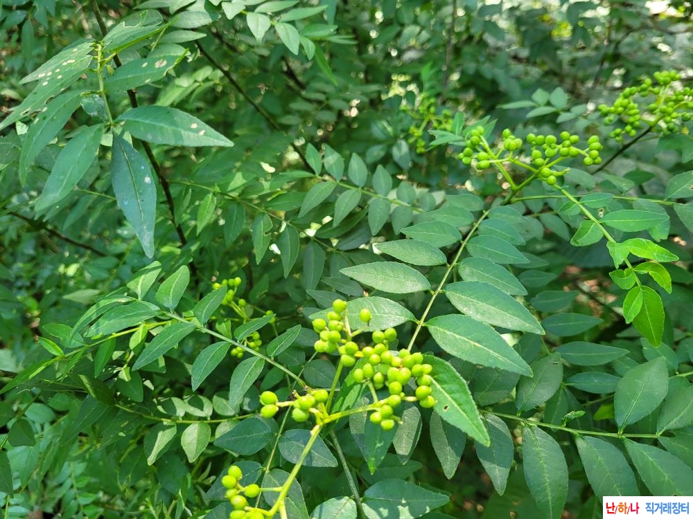 장아찌용 산초나무 열?