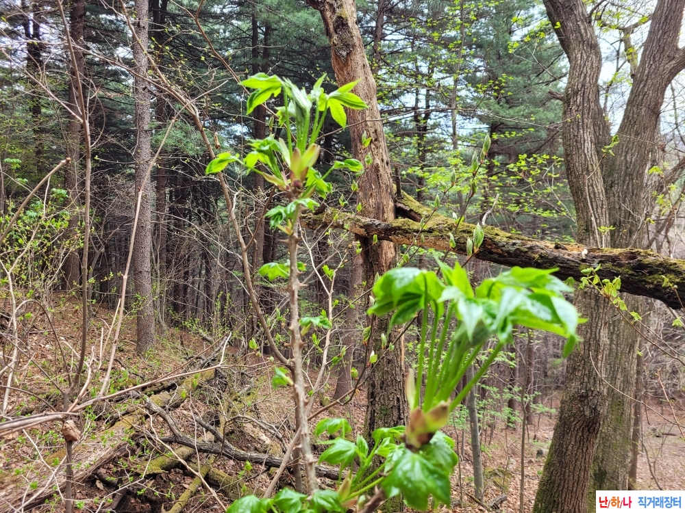 자연산 엄나무 순(개두?