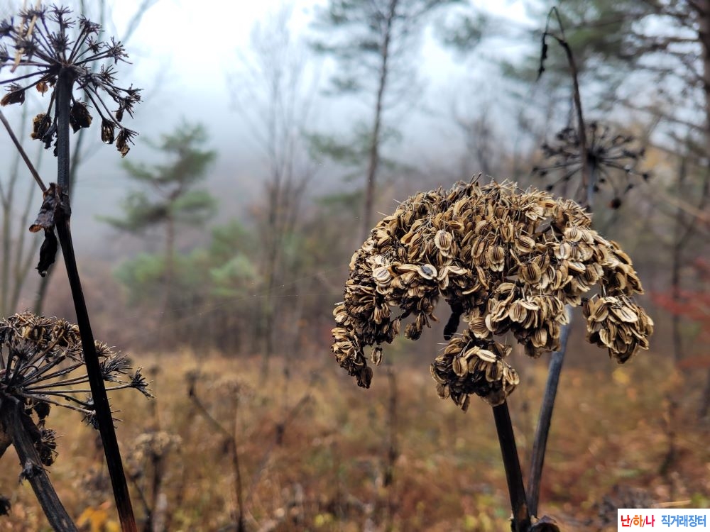 참당귀 종자 판매합니?
