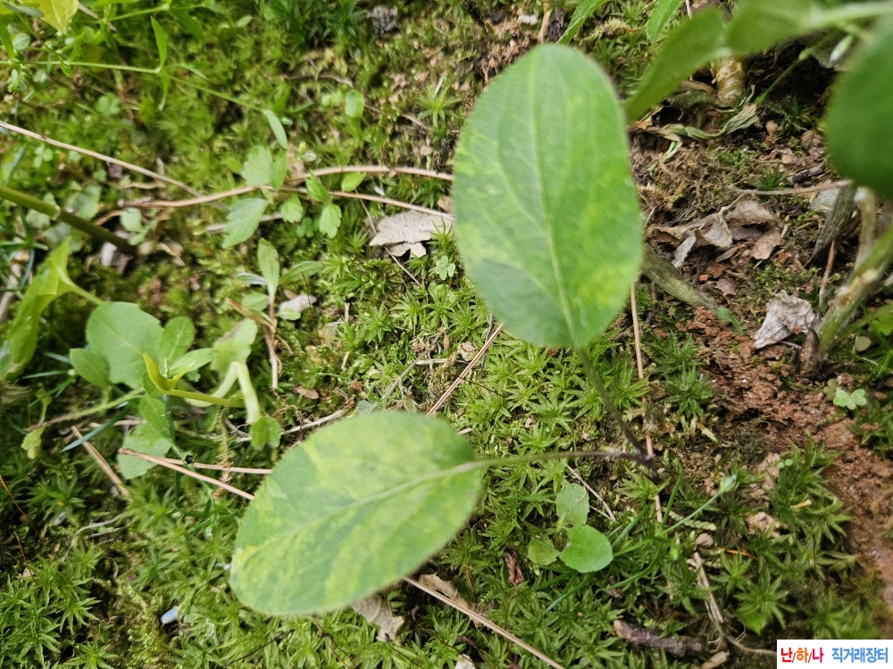삽주 무늬종