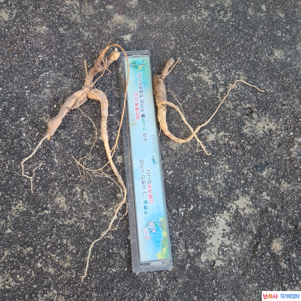 자연산 담금용 산 도라?