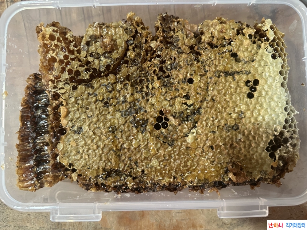 자연산 목청 집채꿀 판?