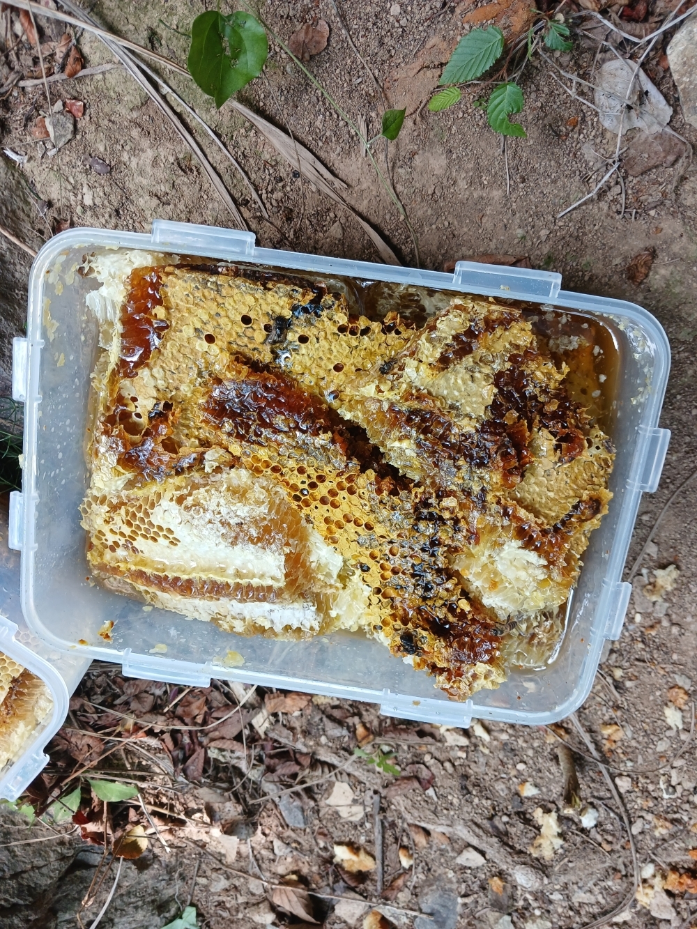자연산 목청 꿀 (25년채?