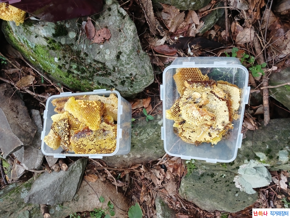 자연산 목청 꿀