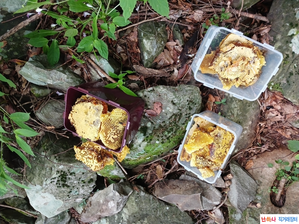 자연산 목청꿀 판매