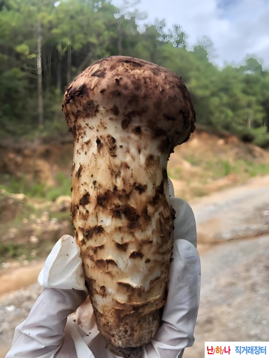 송이버섯 맨손으로 만?