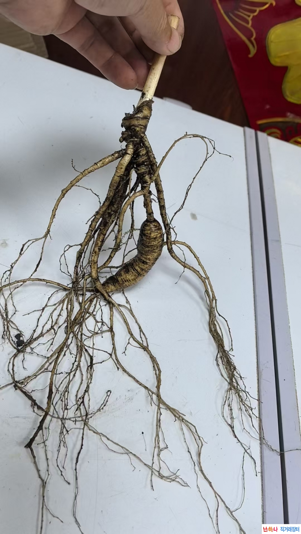 2번 백두산 야생 산삼 4?