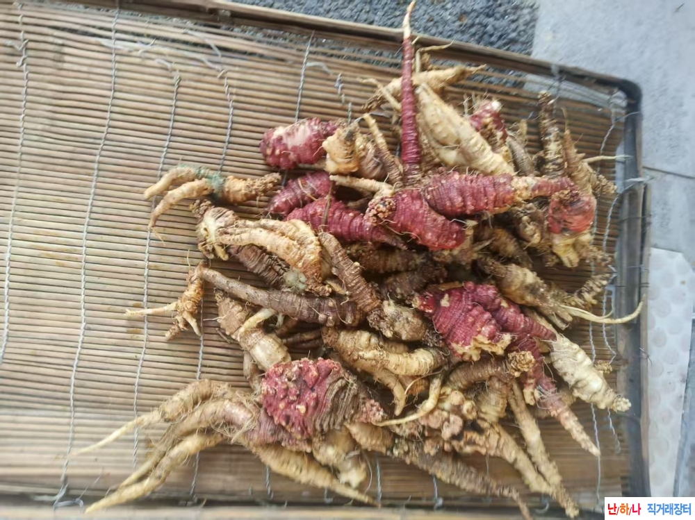 백두산 자연산 더덕 2.5?