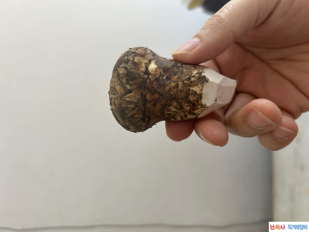 백두산 송이버섯은바?