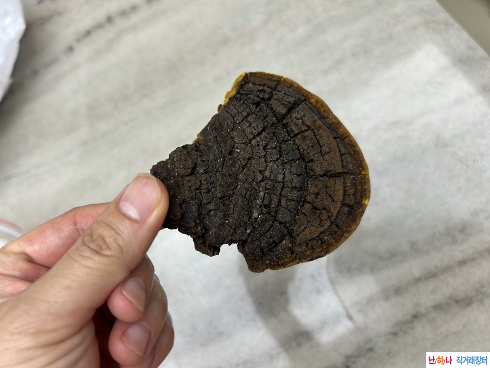 뽕나무상황버섯 절단?
