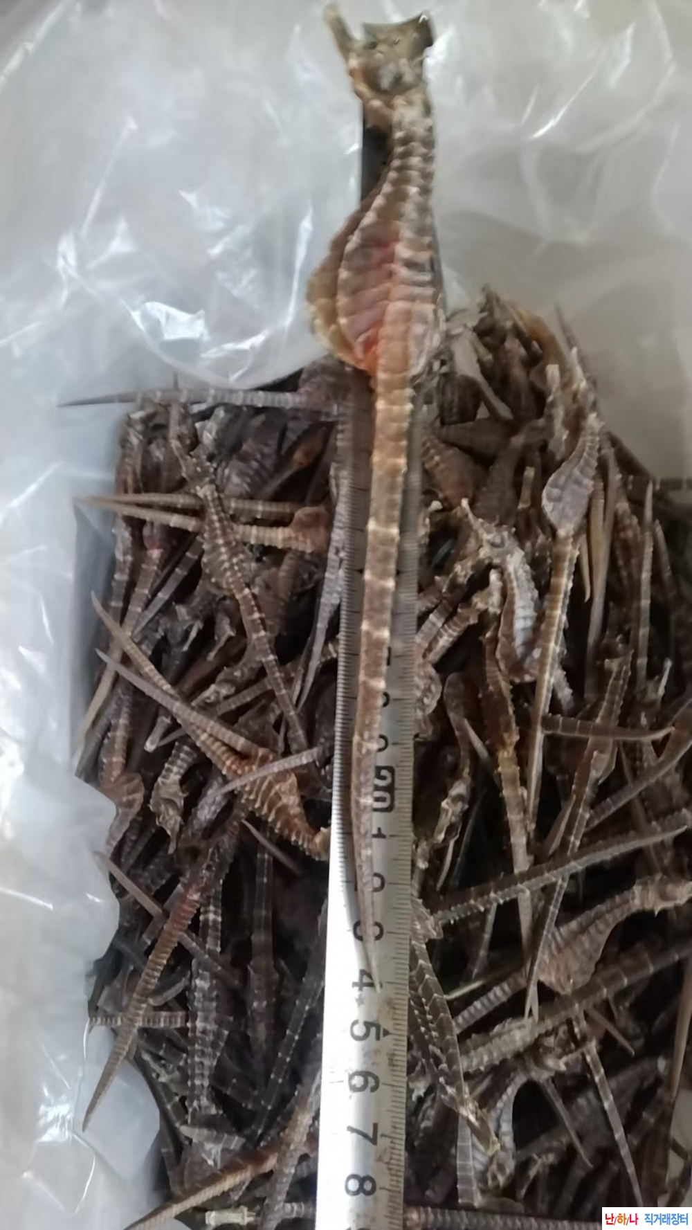 대물 해마 기장 22-24센?