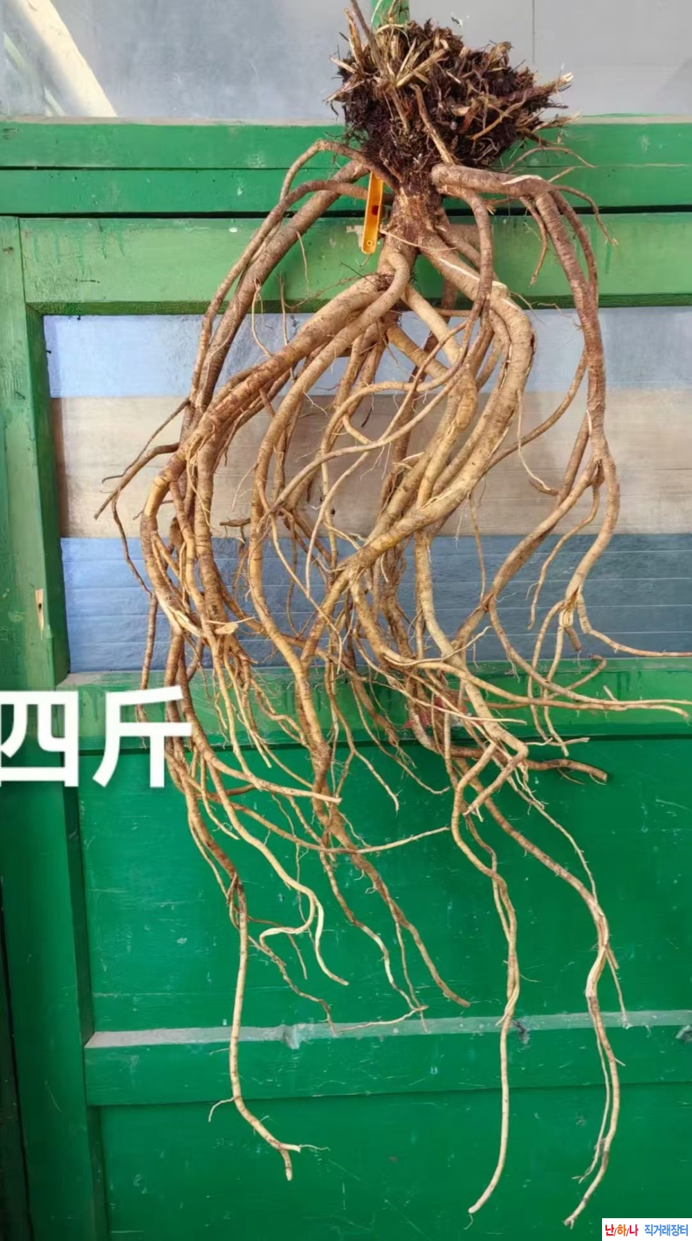 2키로 대물 황기