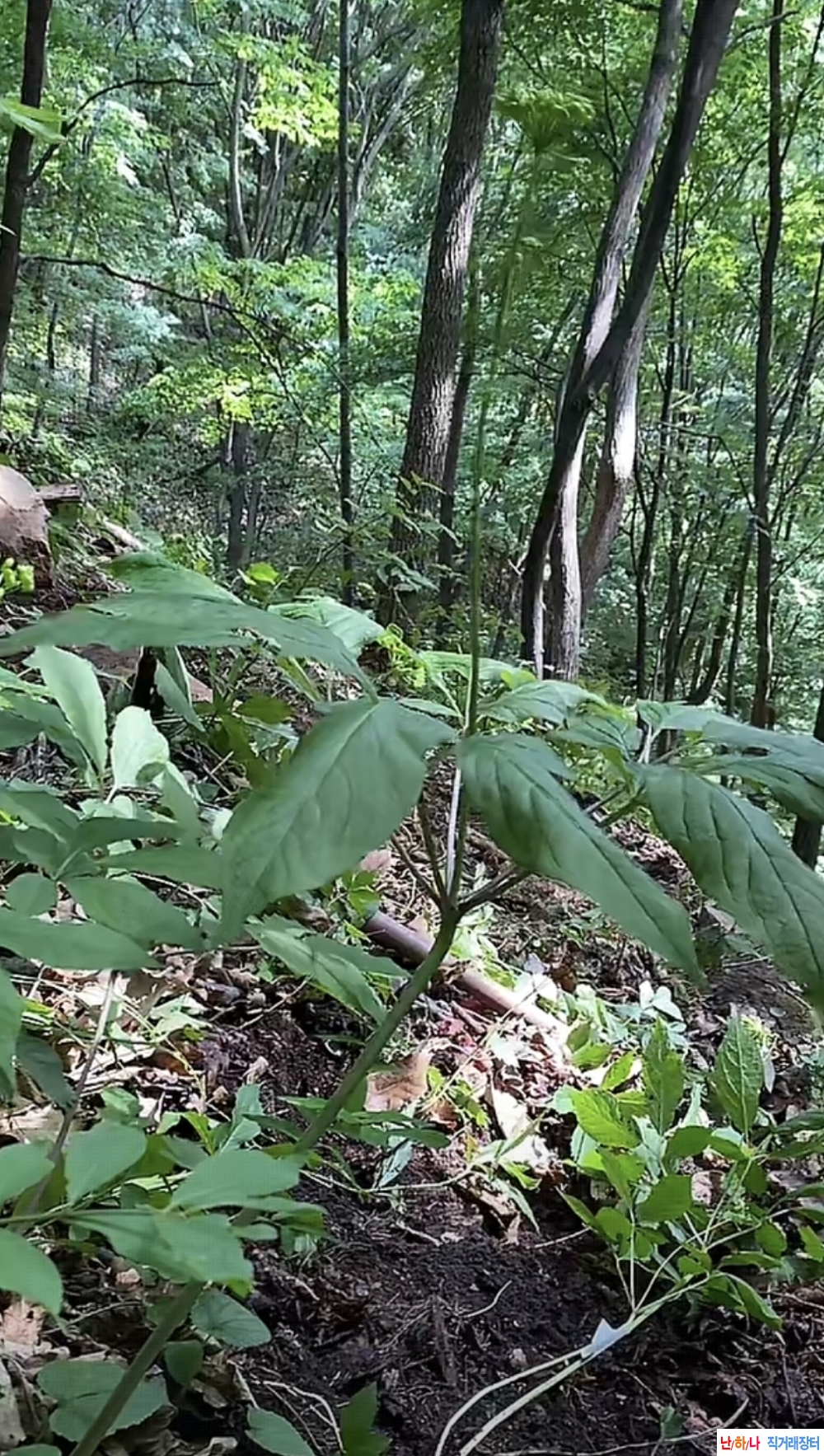 산삼 산행할분 ,백두산?