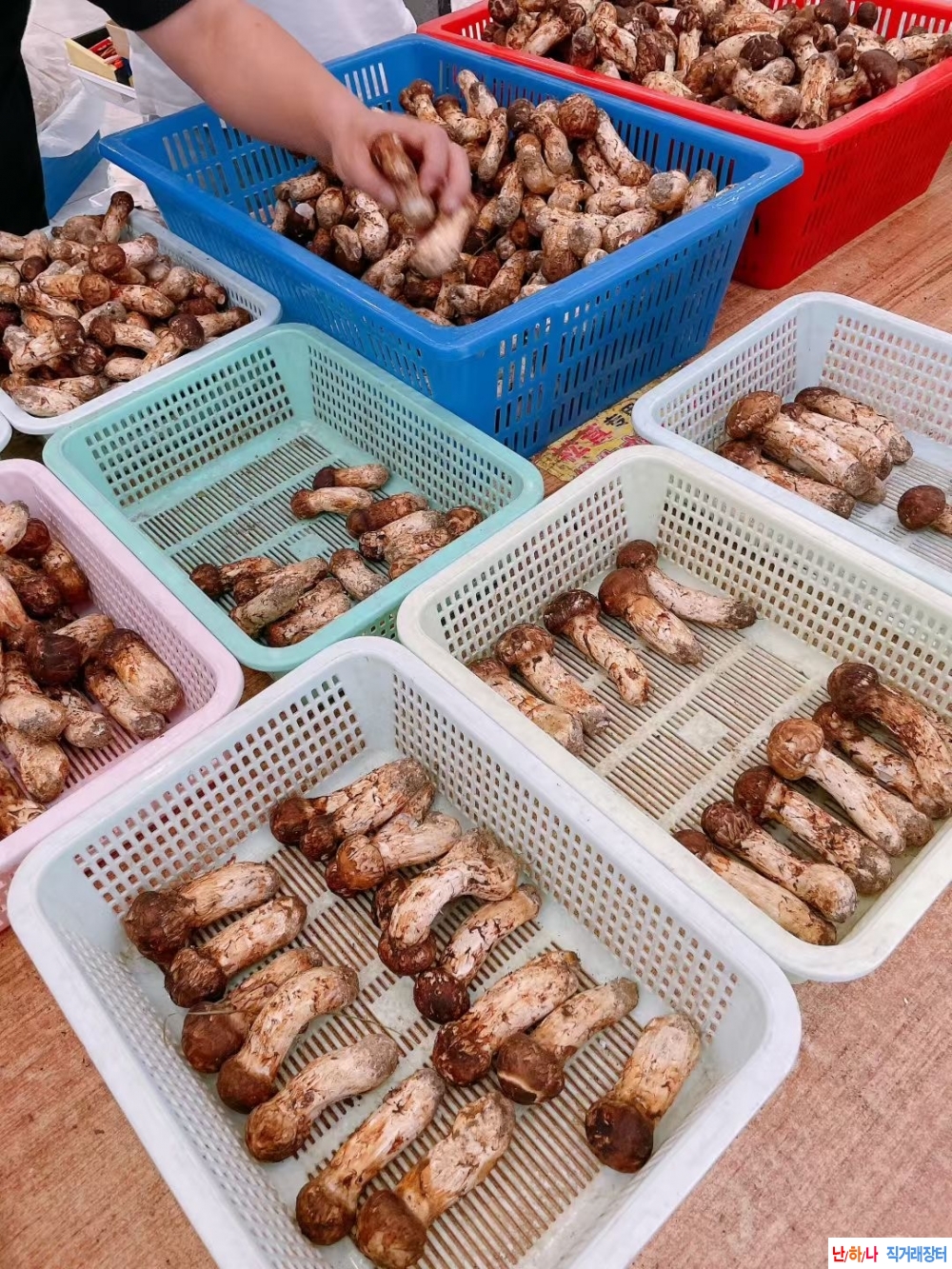 북한산 송이버섯 나왓?