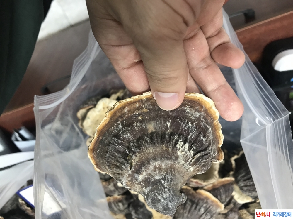 백두산 자연산 영지버?