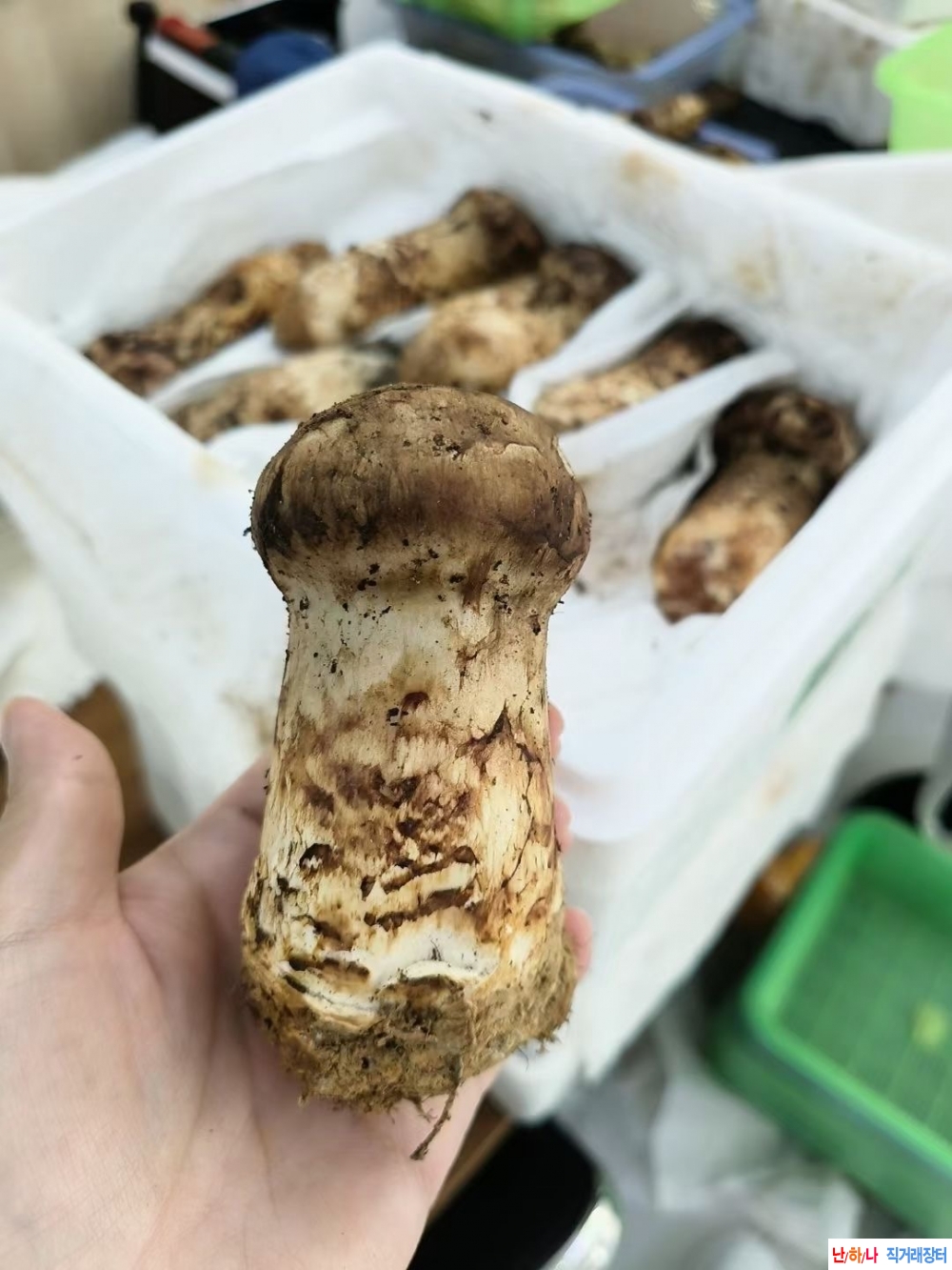저희 송이버섯 포장은 ?